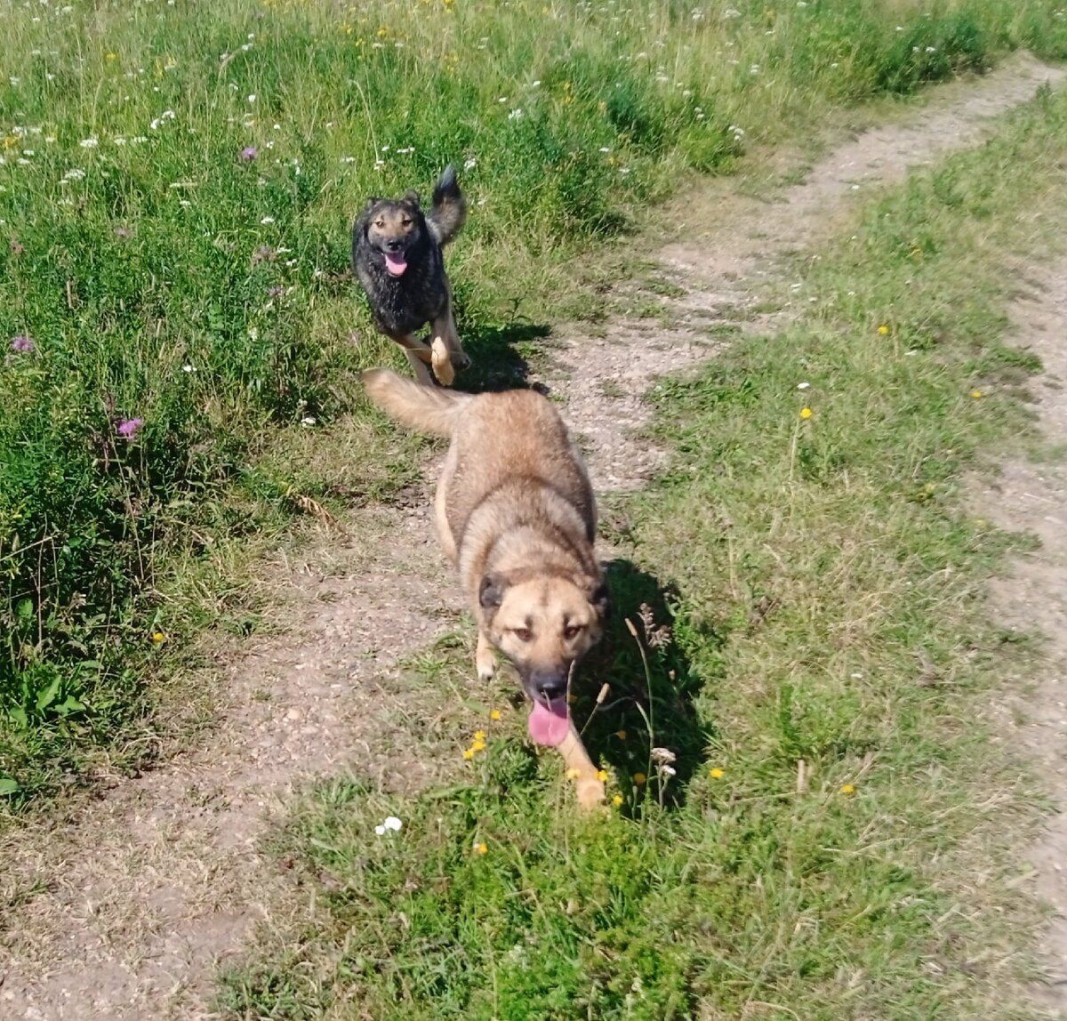 Девчушки - веселушки