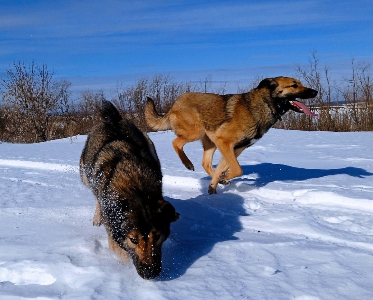 Зимой и летом всегда рядом