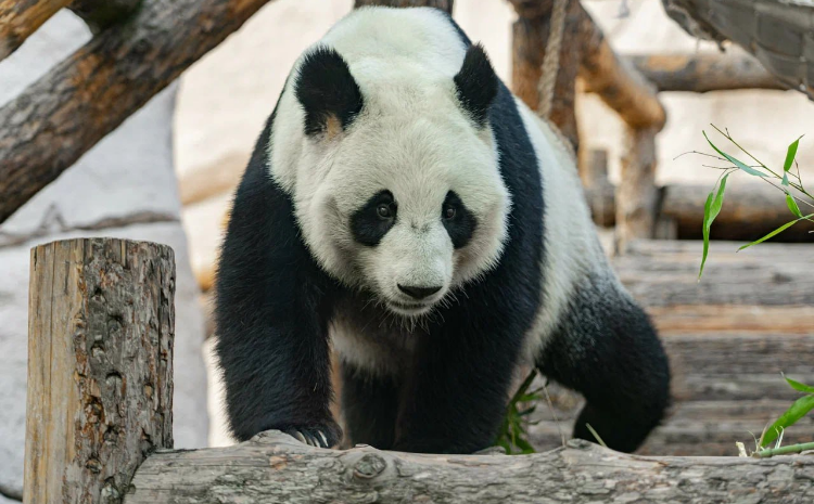 Фото: Московский зоопарк