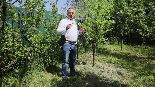 Как ПРАВИЛЬНО обрезать дерево, которое повреждено ГРАДОМ? ЭТОТ метод поможет вам!