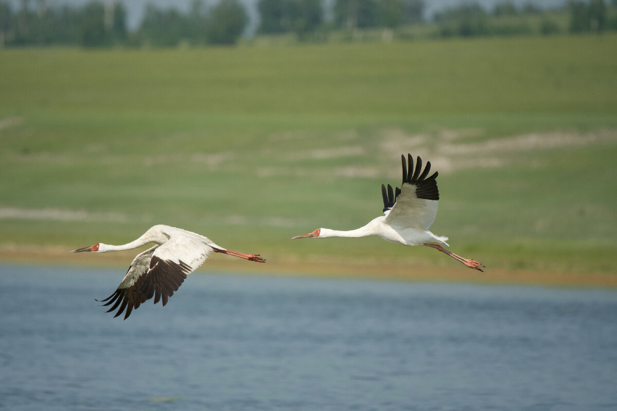 Белый журавль, стерх — Grus leucogeranus