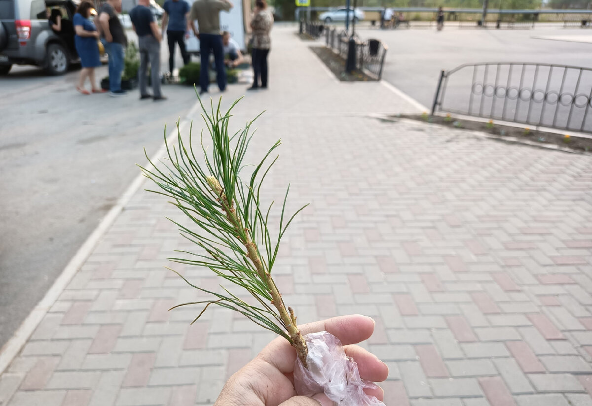 Мне достался вот такой малыш