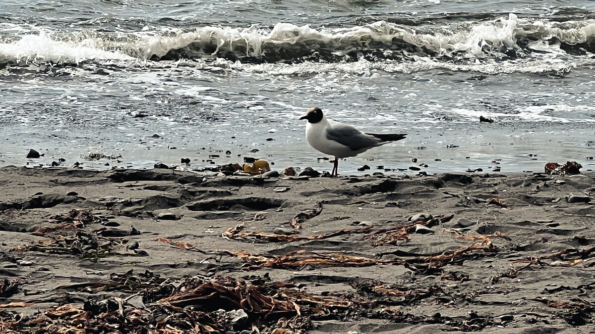     Ветеринары Глазова ежедневно продолжают находить на Южном озере новые трупы птиц.