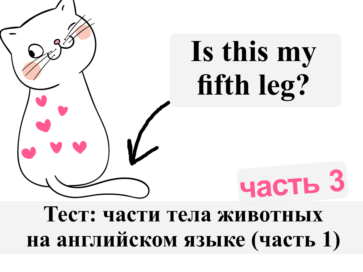 Тест: части тела животных на английском языке (часть 3) | English Cats |  Дзен