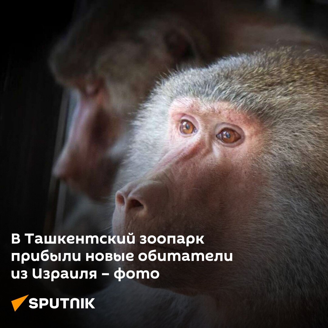 © Ташкентский зоопарк