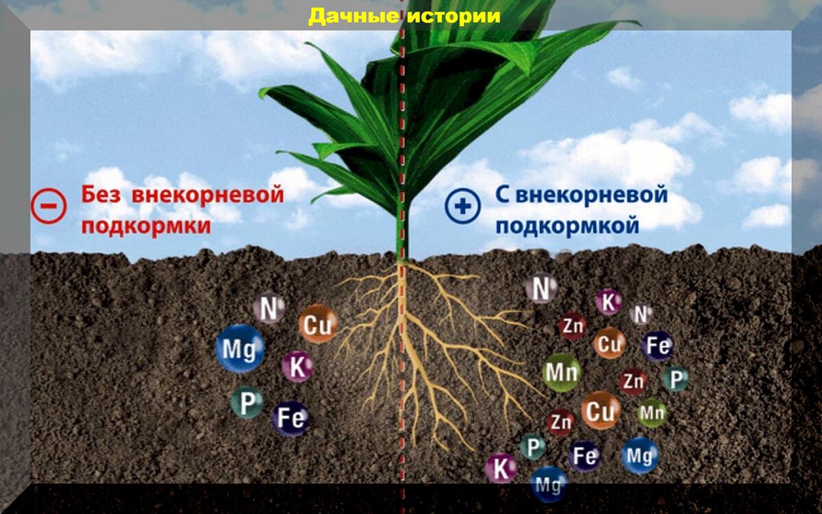 Почва источник питательных веществ для растений проект