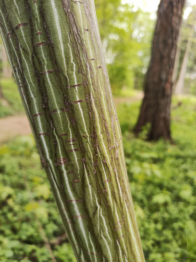 Клен зеленокорый легко узнать даже зимой