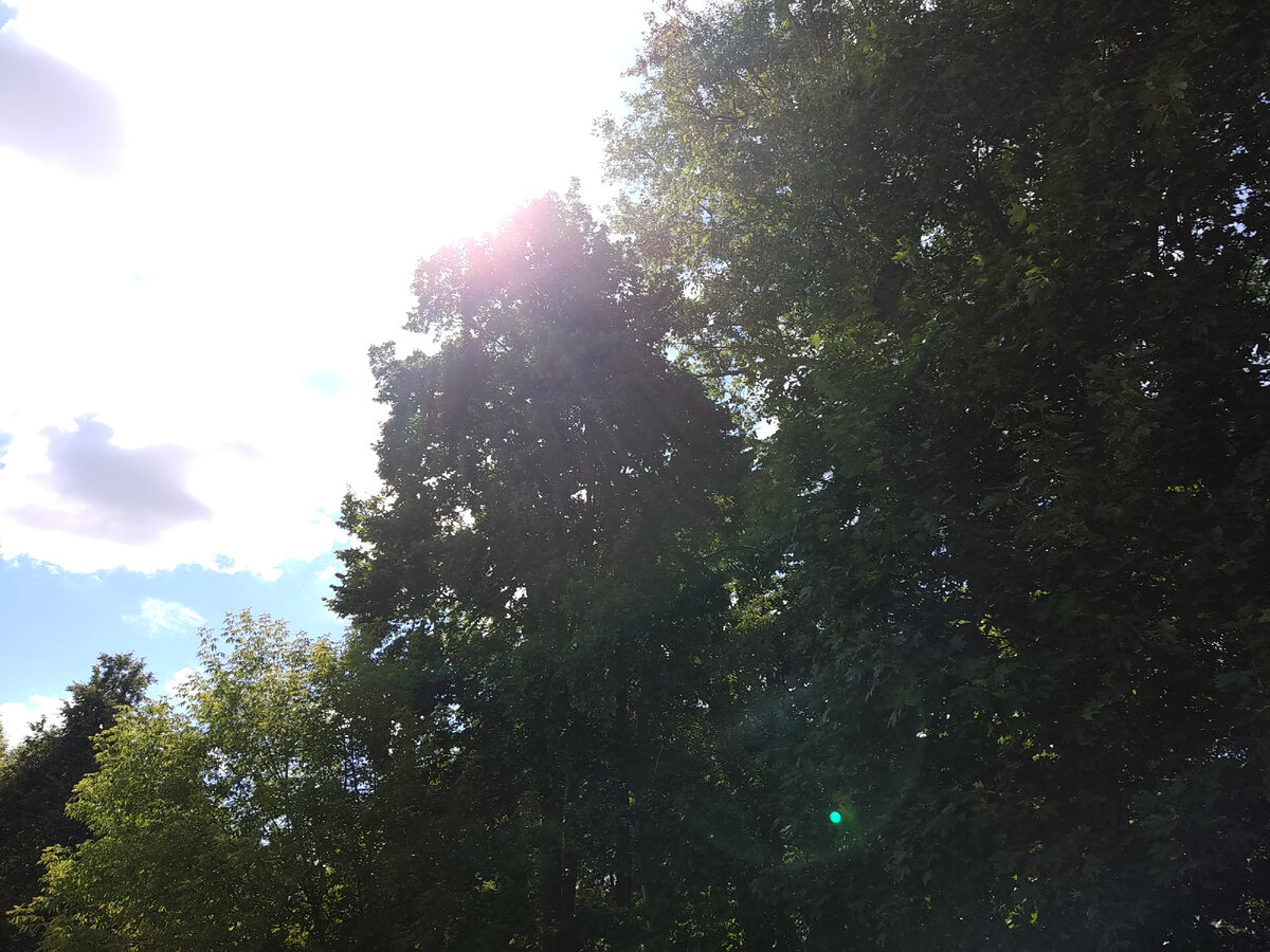 Захотелось разместить фото с прогулок по паркам Москвы. Это фото 2019 года 