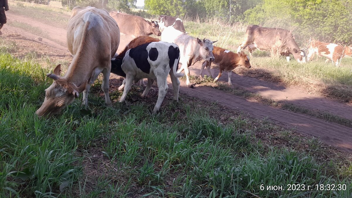 дети дома одни целый день. Потому что в одну веревку пастух. Пролезут и убегут. Проголодались. Идти не дают
