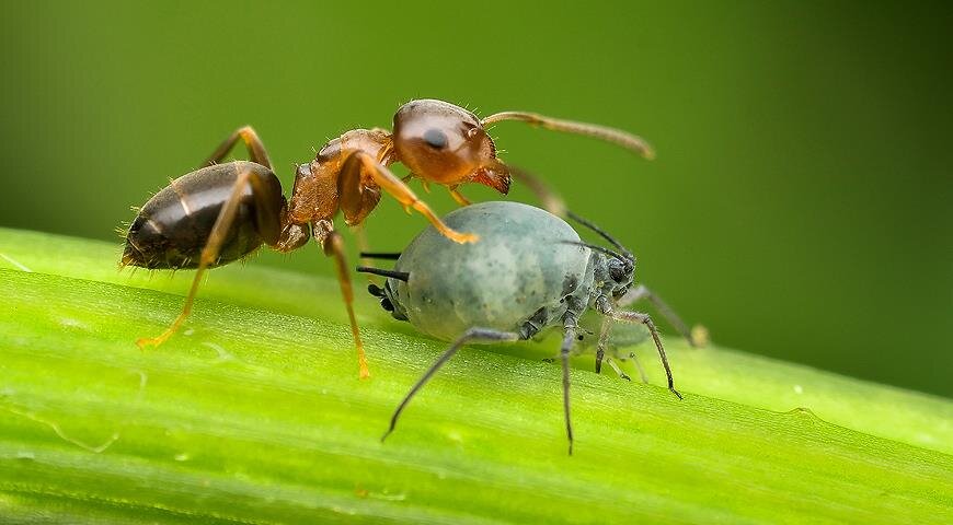 Шерочка с Машерочкой