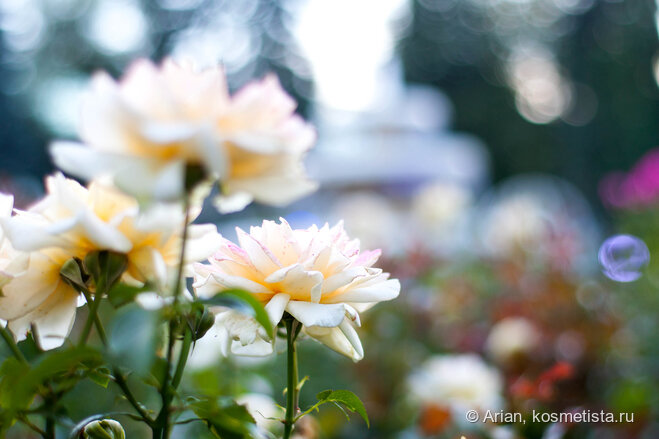 Добавлю свои фото роз для антуража. Не чайных, но они справятся!