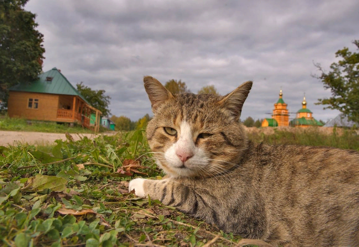 Большой старый кот