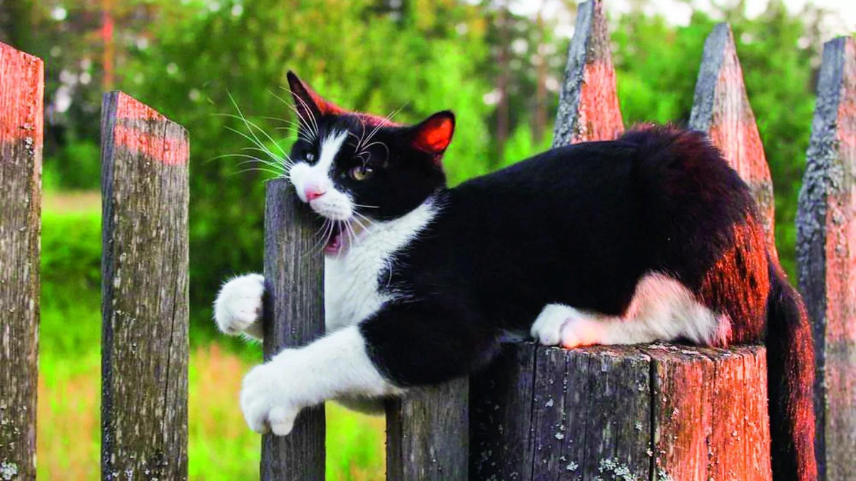 🐱Чем отличаются деревенские кошки от городских: здоровье, характер,  питание, долголетие | Нос, хвост, лапы | Дзен