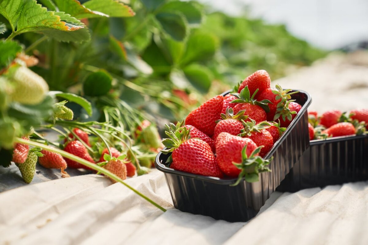 🍓3 способа заготовки клубники на зиму без варки и сахара. Сохраняем вкус,  аромат и пользу! | GARLYN RUSSIA | Дзен