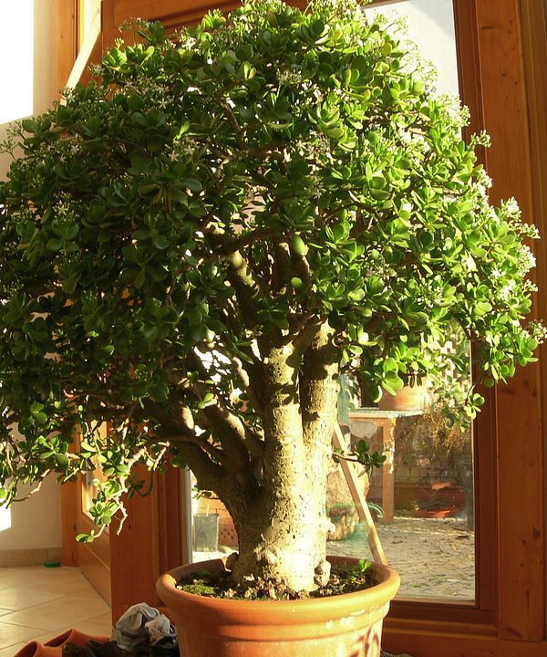 Толстянка гигант. Крассула овата бонсай. Каких размеров денежное дерево. Каких размеров денежное дерево. Толстянка гигант.