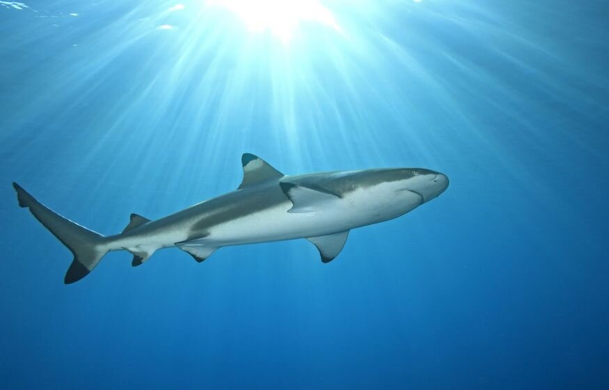    Акула напала на туриста на пляже курорта Хургада в Египте