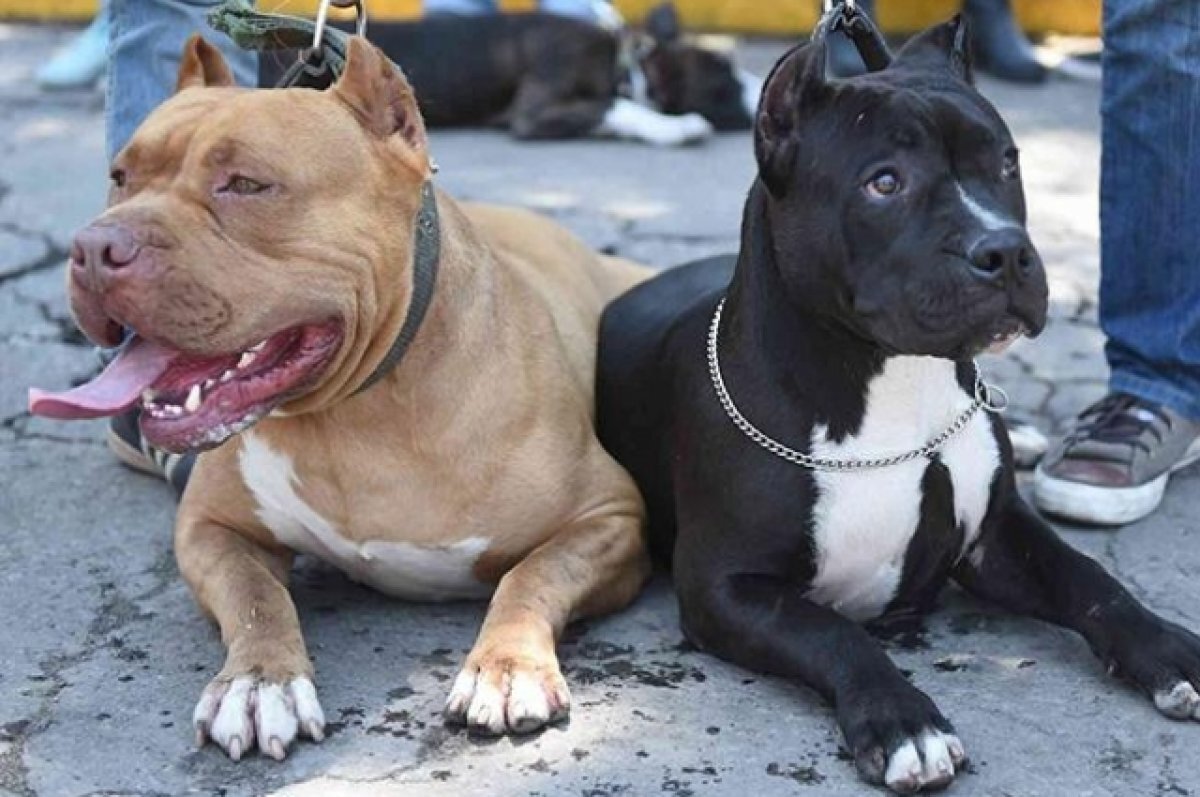    В Прикамье взыскали 300 тысяч с владельцев искусавших девочку бультерьеров