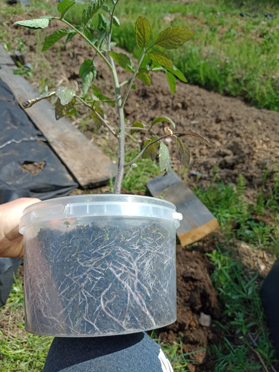 Гном Стринги