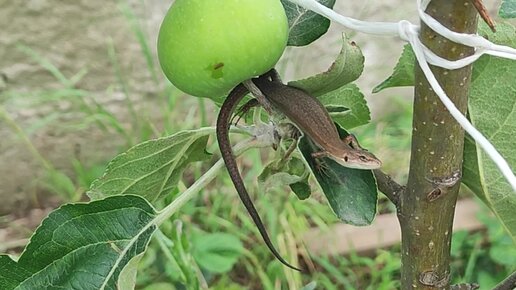 Ящерка заглянула в гости🦎