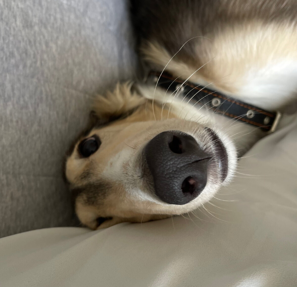 А как могло быть иначе с такой мордахой! 