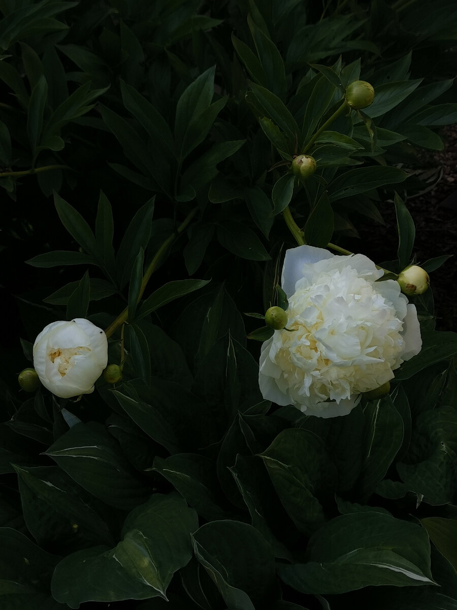 Пион Duchesse de Nemours