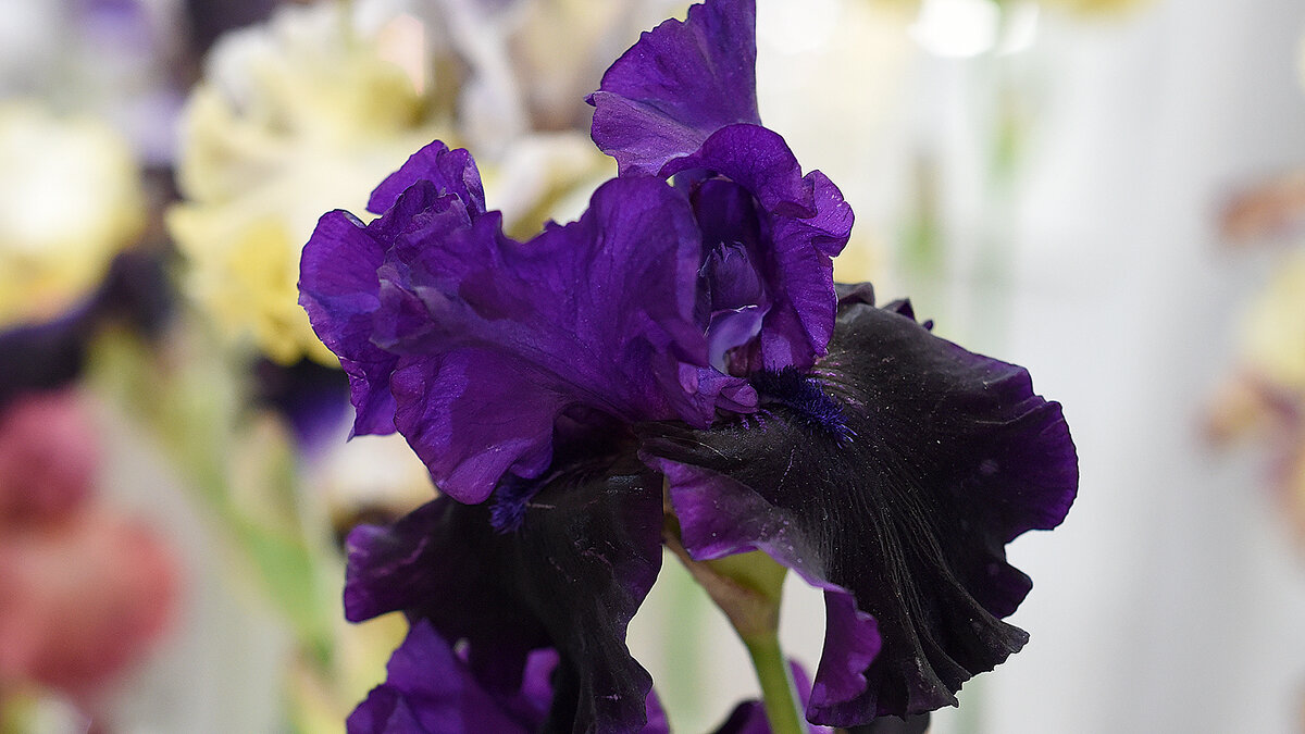 Midnight Treat, Миднайт Трит. Высокорослый средне-ранний сорт, оригинатор - Schreiner, 2006 г. 