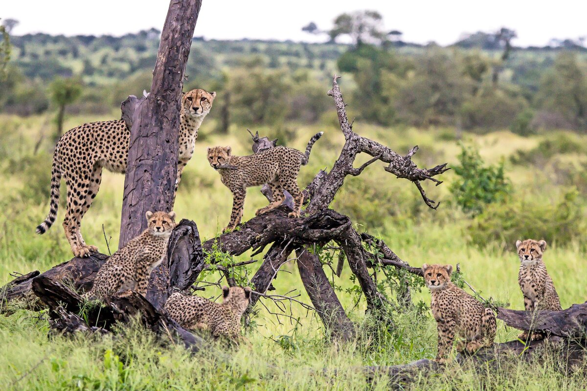 Хищники становятся добычей. Южноафриканский гепард. Африка Саванна гепард. Животные саванны хищники. Гепард в Африке.