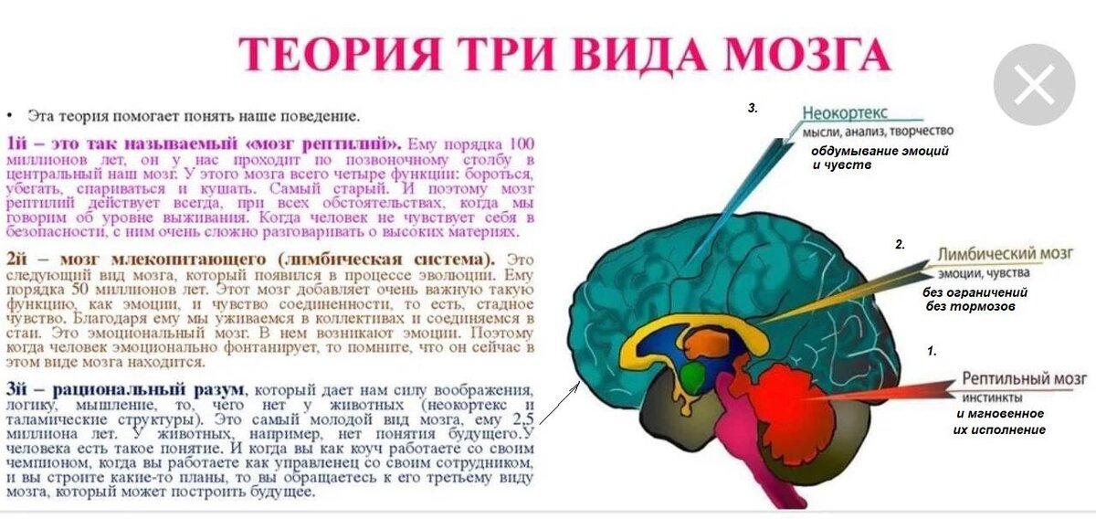 Почему мозг отключается