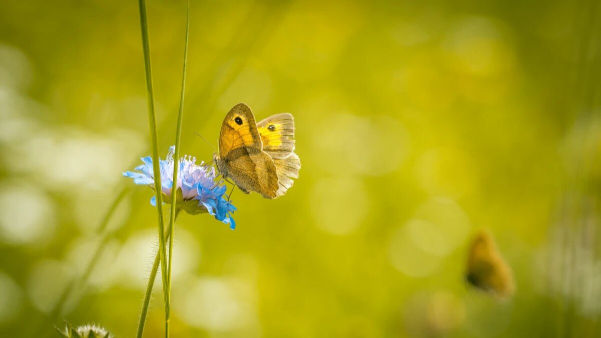 Фото: pxhere.com