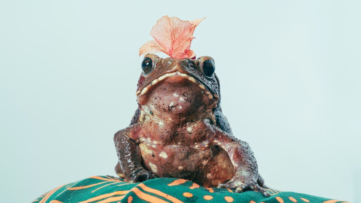     В Батайске на улицах города после майских дождей стали замечать сотни лягушек, видео появилось в местном Telegram-канале.