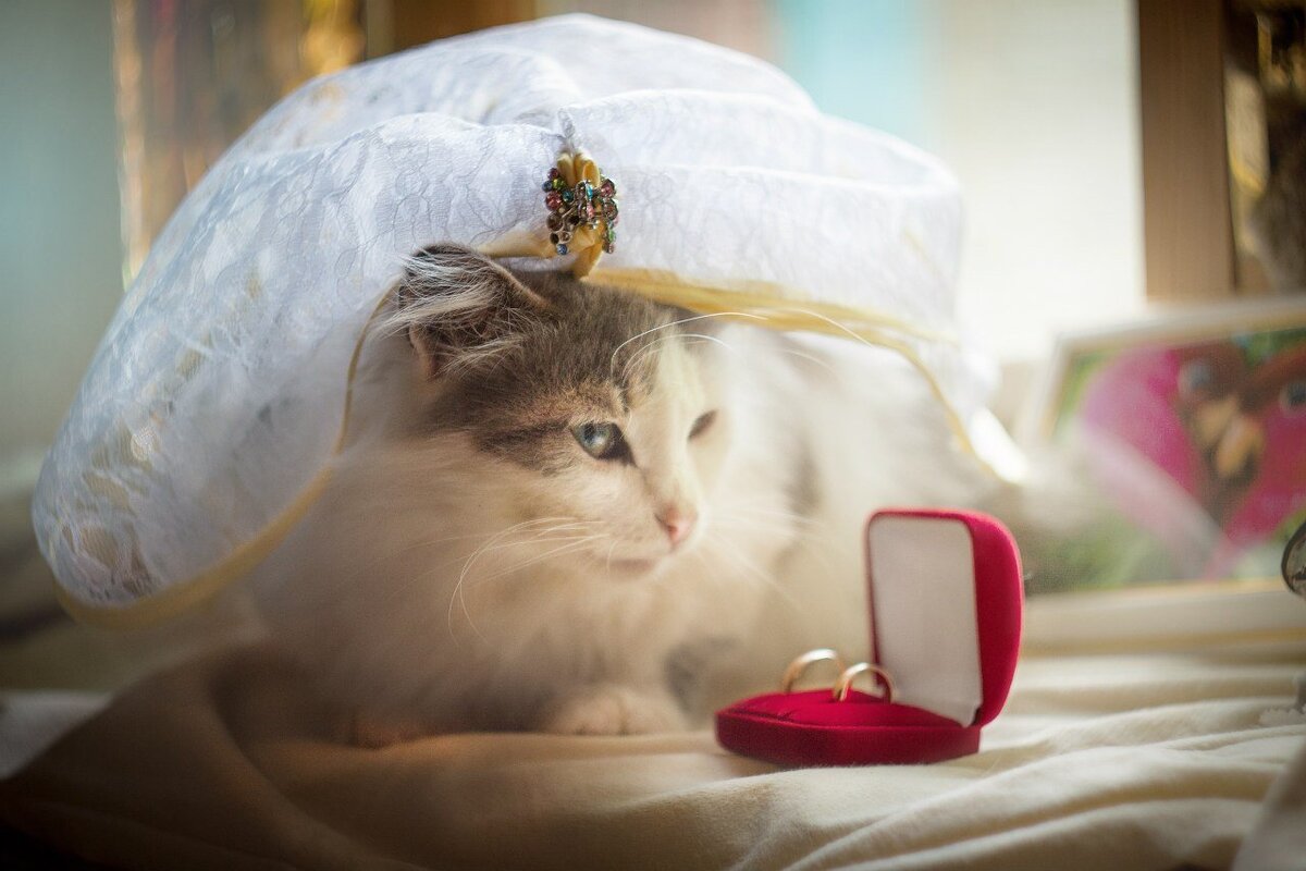 Кошки выходят замуж. Кошка невеста. Кошка в фате. Кошки в свадебных нарядах. Кошачья свадьба.