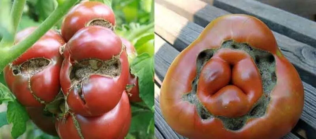 Почему томаты. Фасциация томатов. Уродливость плодов томата. Уродливые томаты. Помидоры неправильной формы.