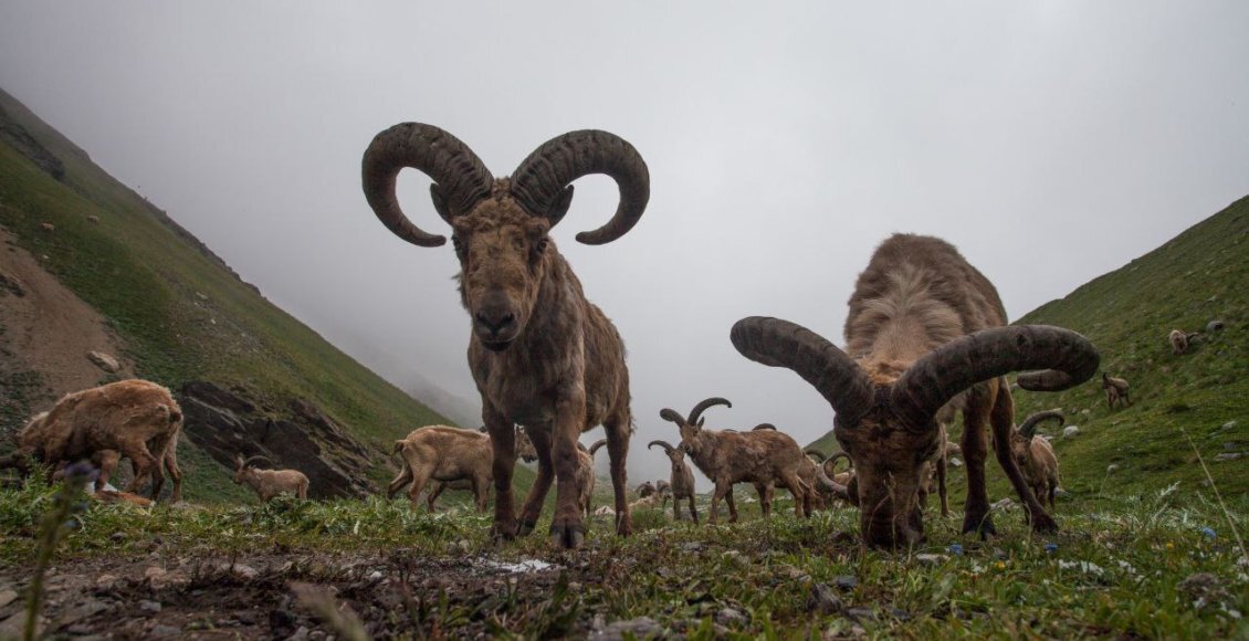    Фото: Пресс-служба Росзаповедцентр Минприроды России