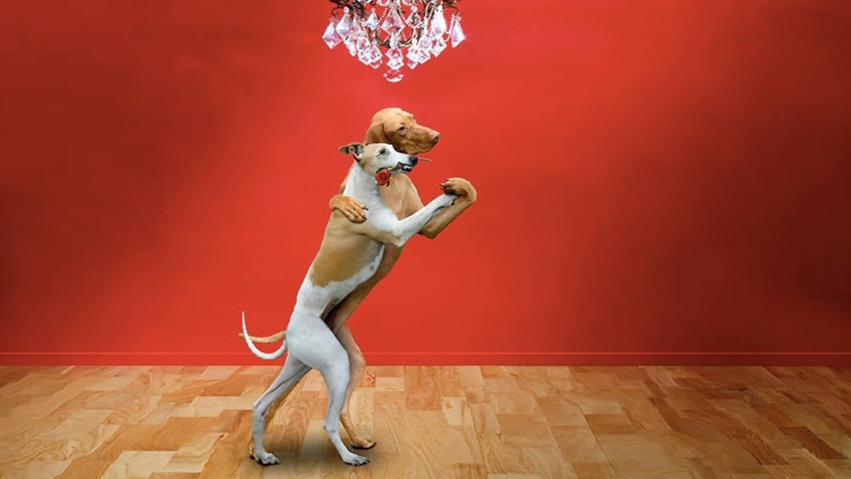 Танцующие собаки. Собачка танцует. Животные танцуют. Танцующая собачка.