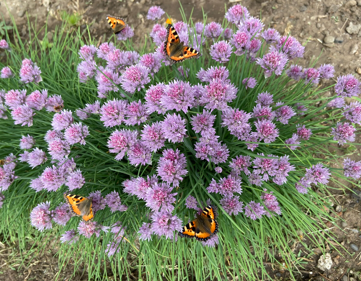 Цветение шнит-лука. Май-июнь 2023