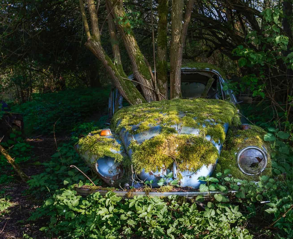 Затерянный в лесу Volkswagen Beetle и растущее из него дерево