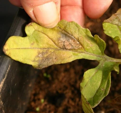 Нижний лист молодого томата с симптомами дефицита азота. Срочно кормите! 
