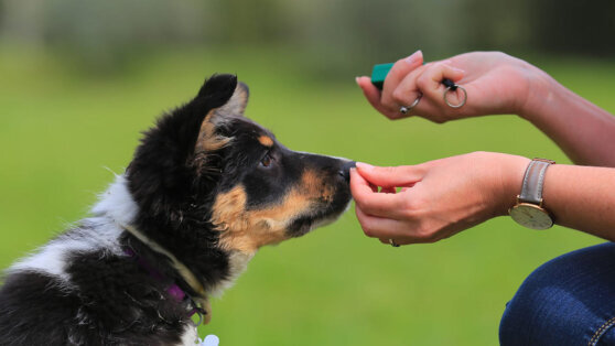   Дрессировщик объяснила, как правильно заниматься социализацией щенка Дарья Смирнова