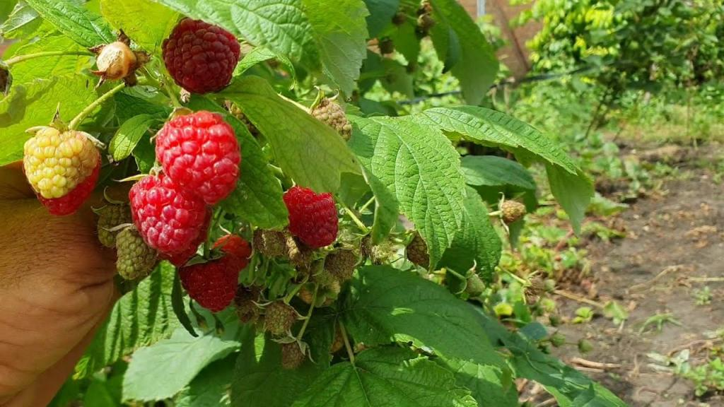 Чем удобрять малину весной для лучшего урожая