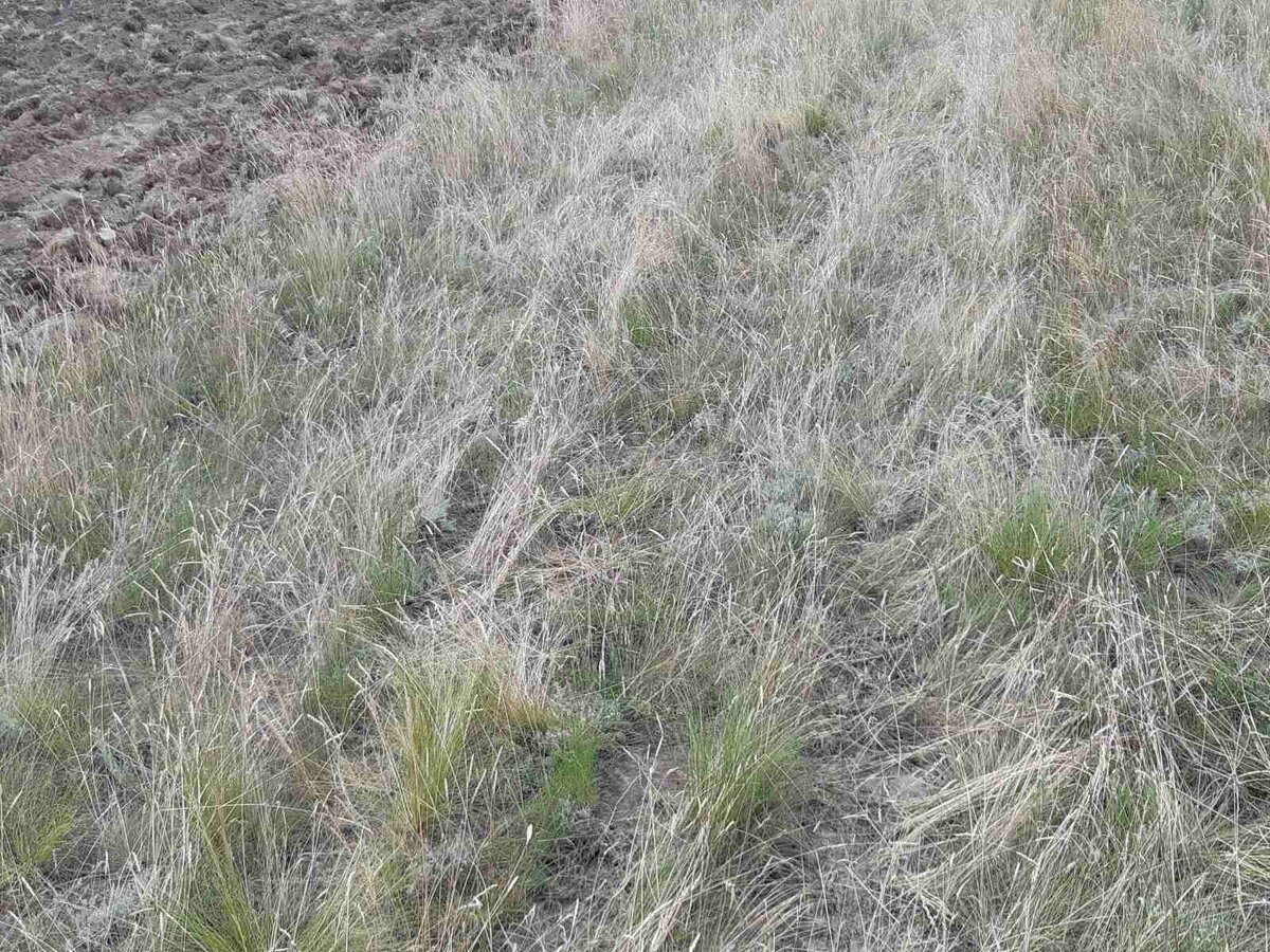 Вот о такой сухой траве мы ехали