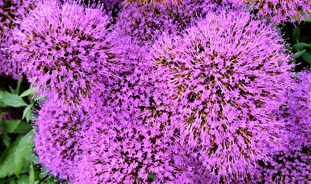 Эффектный ароматный многолетник. Цветет обильно до самых морозов!