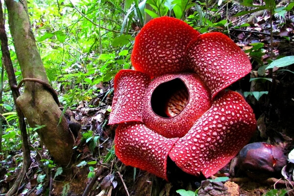 Фото с сайта https://dzen.ru/a/YCf7BTMct2NSwKbz