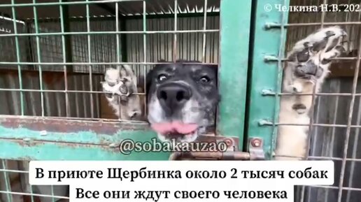 Проект про приют для животных