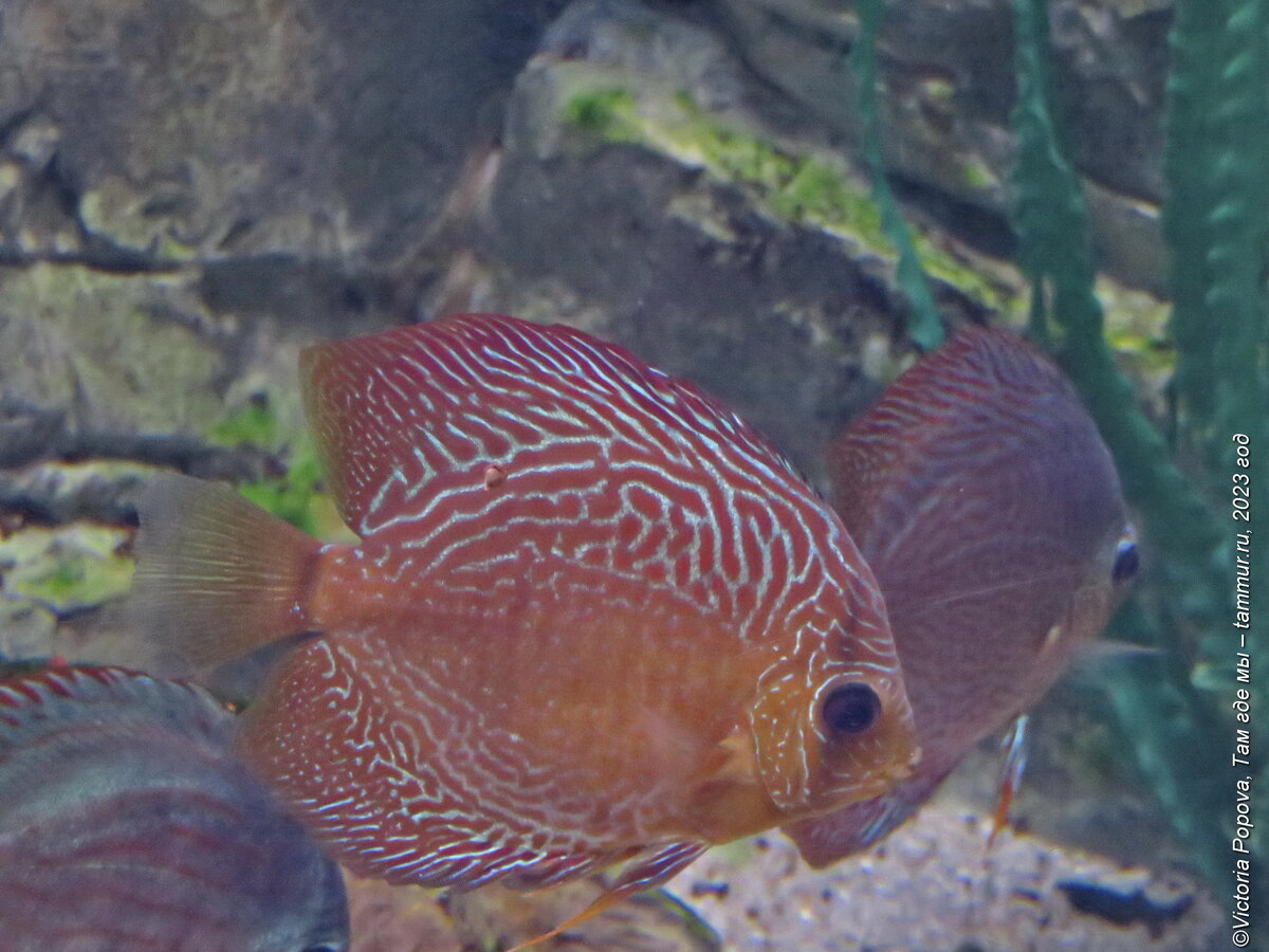 Океанариум в Адлере - хороший вариант для плохой погоды