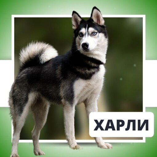 Харли наша подопечная, которая ищет свой дом