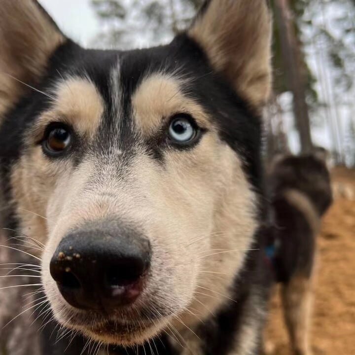 Магвай - ищет новый дом