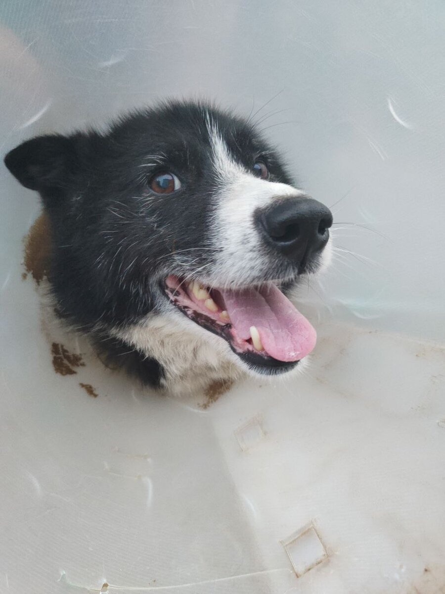 Посмотрите только на эту морду? Разве можно подделать такое настроение?