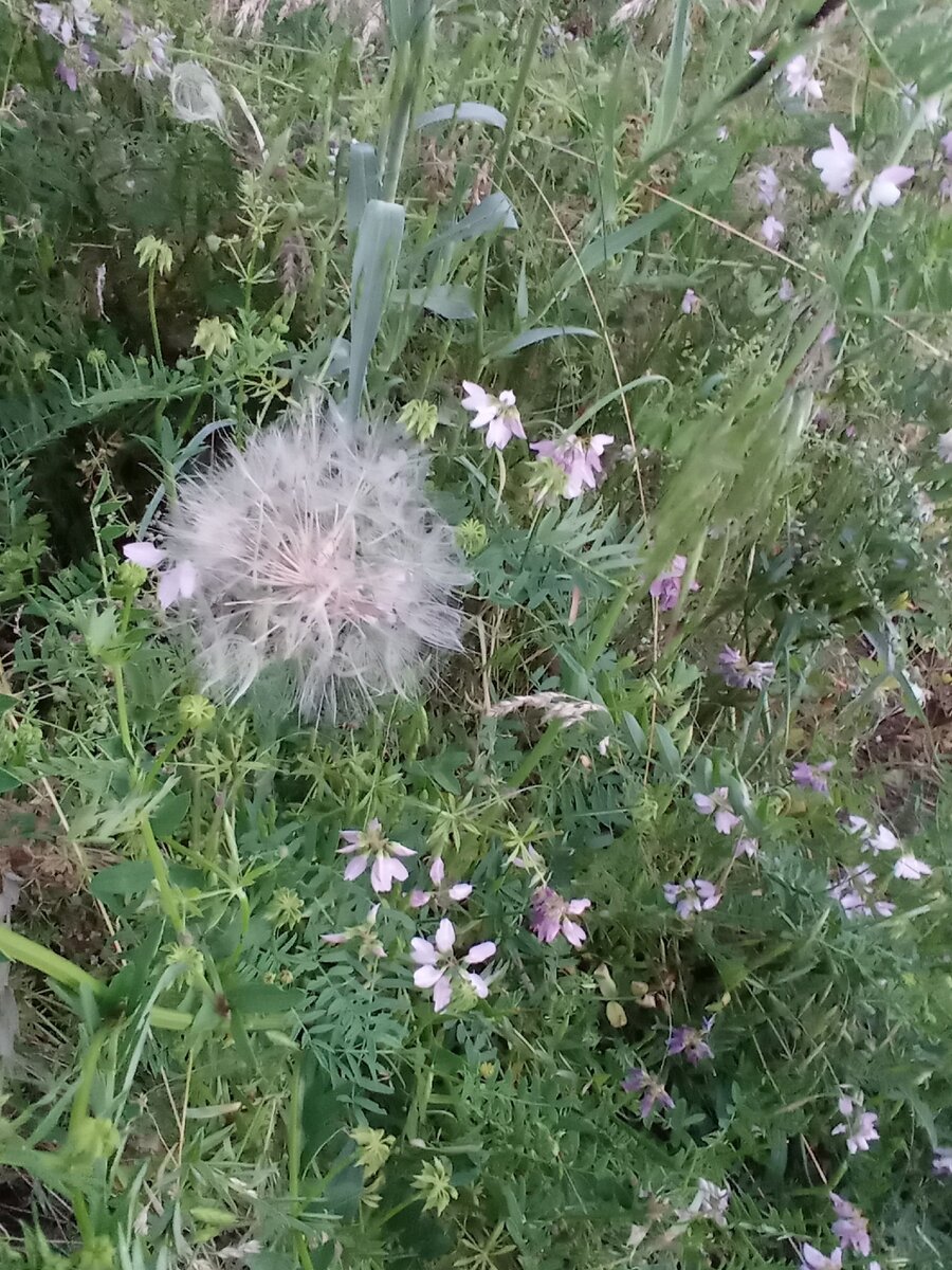 Капа дает отпор: кошечка хочет преподать урок Димасе | Блог #Мими_кися ...