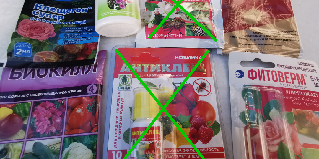 Развожу популярный садовый препарат «1:100» и убиваю паутинного клеща наповал. 3 условия, при которых препарат работает