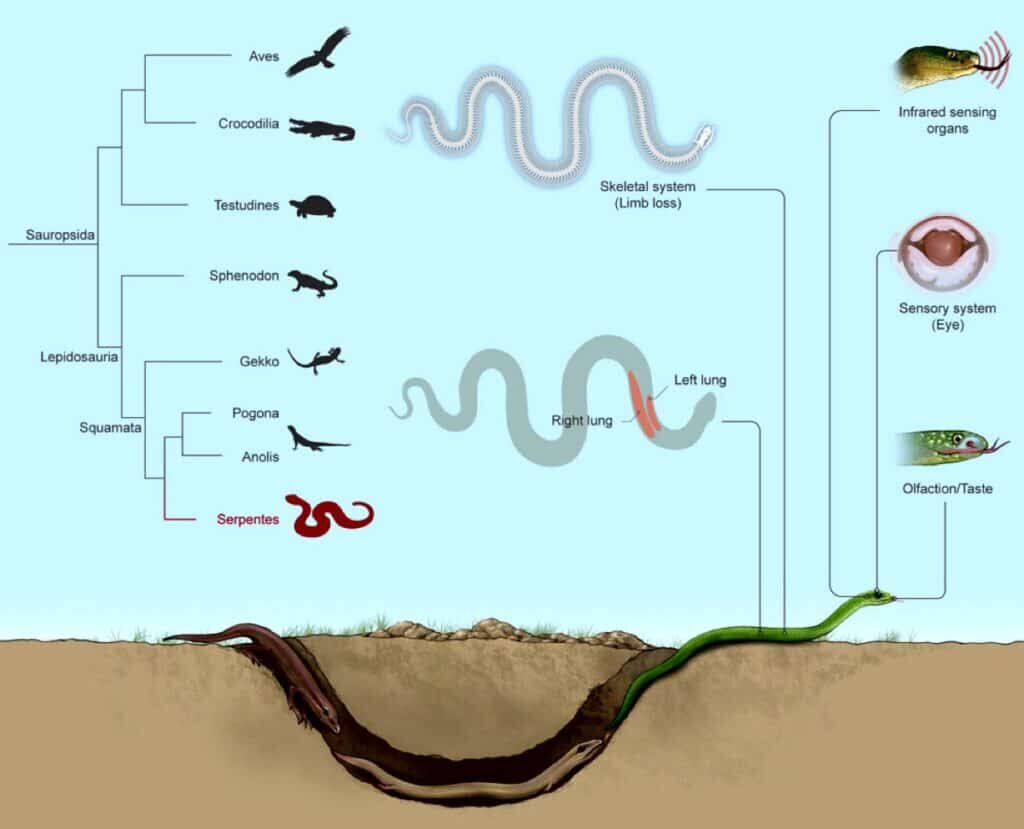    Краткое графическое описание работы / ©Peng et al., 2023